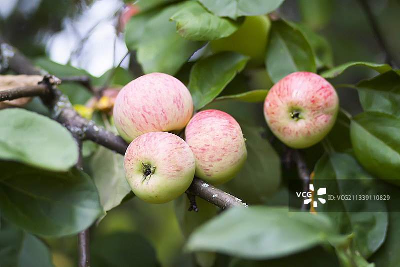 拉脱维亚树上的苹果特写图片素材