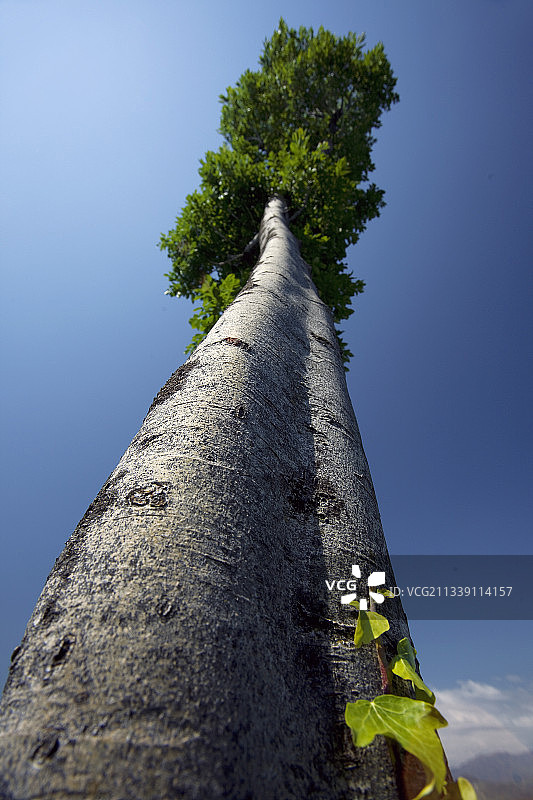 低角度的树对清澈的蓝色天空图片素材
