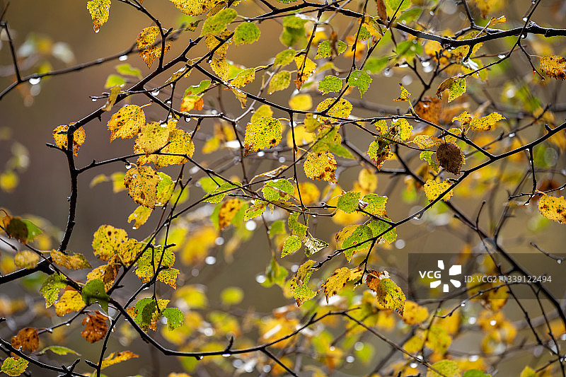 低角度的黄色开花树，莱尔，英国，英国图片素材