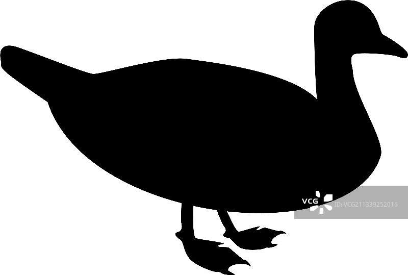 剪影鸭公野鸭水鸟图片素材