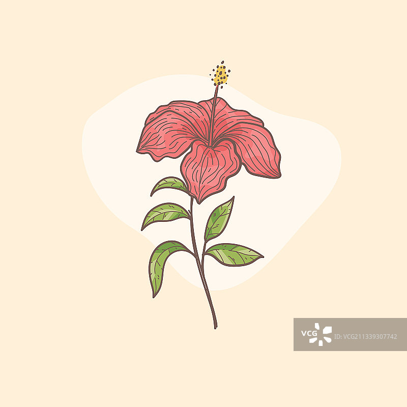 手绘热带花卉植物花卉图片素材
