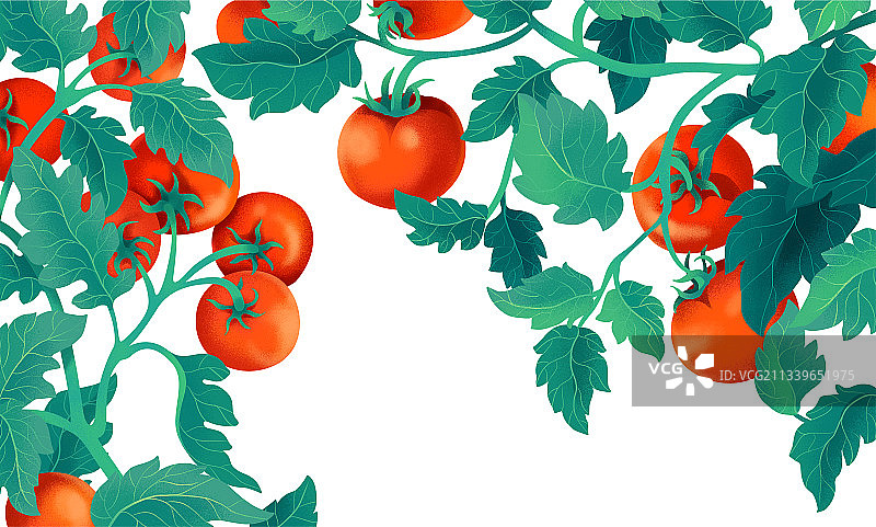 新鲜的番茄植株叶子噪点颗粒插画图片素材
