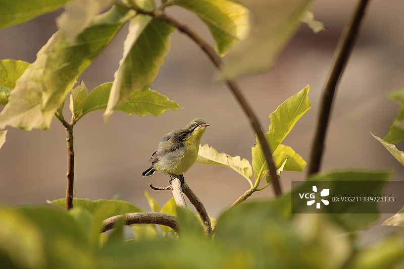 巴基斯坦卡拉奇，热带雀形目鸟类栖息在植物上的特写图片素材