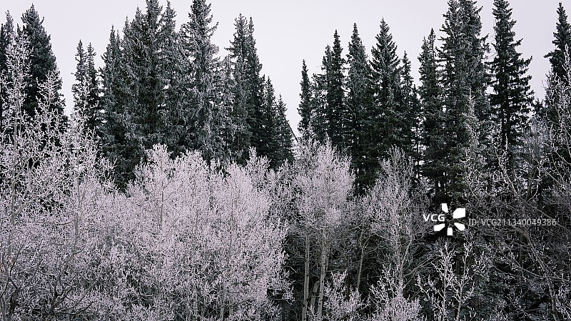 加拿大阿尔伯塔省，积雪覆盖的土地上的树木对着天空图片素材