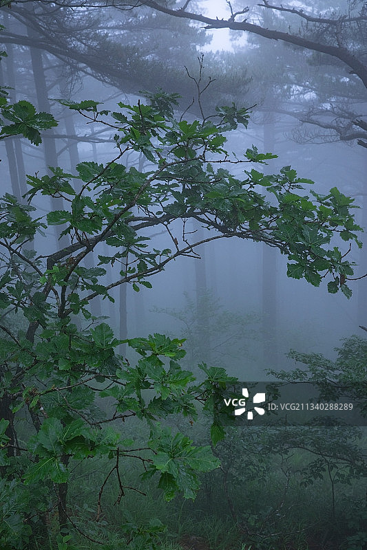 晨曦中的森林图片素材