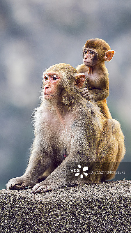 猴子妈妈和猴子宝宝图片素材