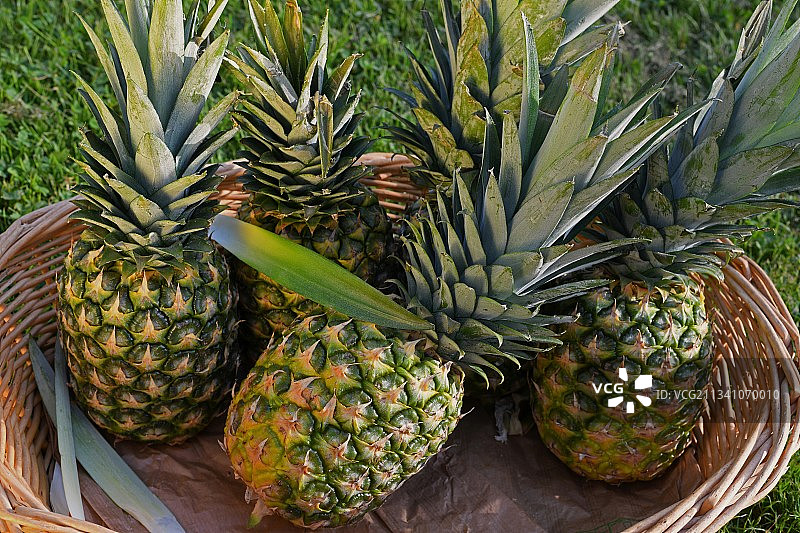法国市场上出售的菠萝的特写图片素材
