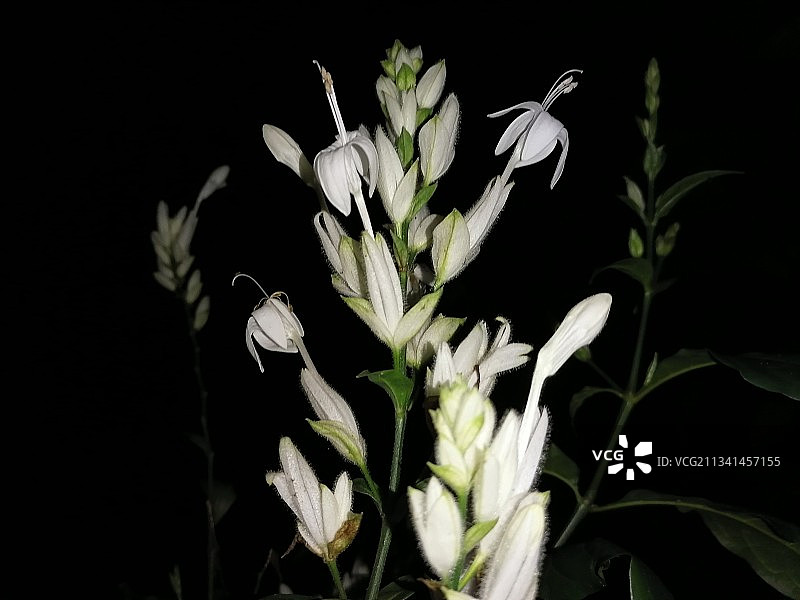 白色花朵与黑色背景的特写图片素材