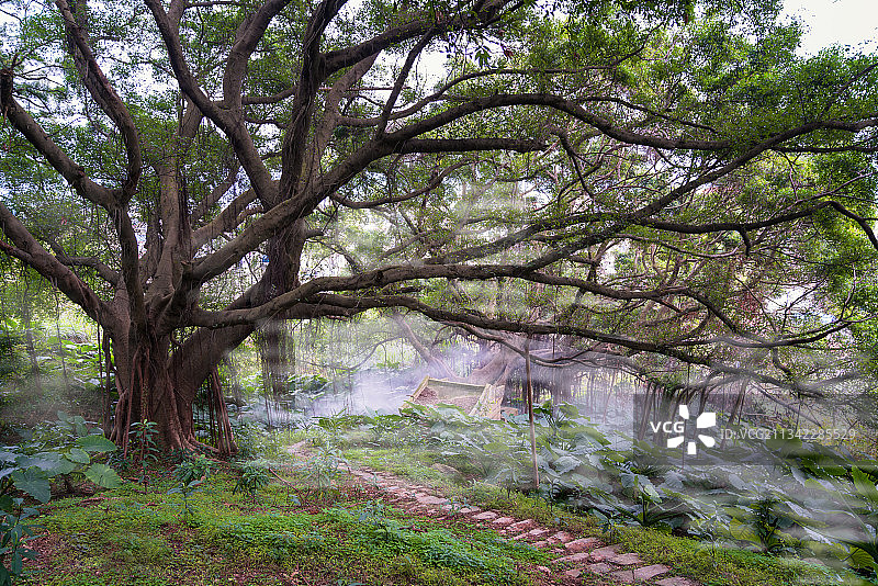 福州（榕城）连江马鼻晨雾中独木成林的大榕树图片素材