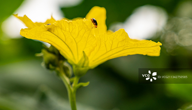 黄色南瓜花上的萤火虫。图片素材