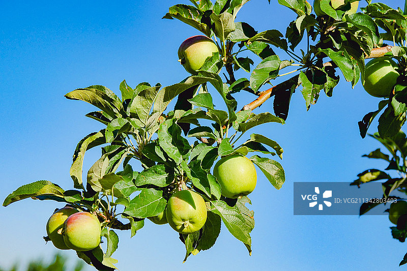 新疆阿克苏冰糖心苹果栽培生长 果园青苹果图片素材