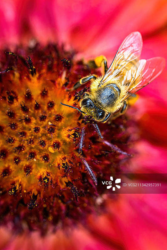 德国德累斯顿，蜜蜂在花上授粉的特写镜头图片素材
