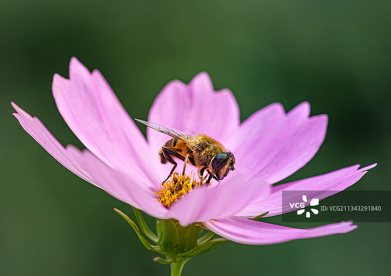 紫色花朵上蜜蜂的特写镜头图片素材