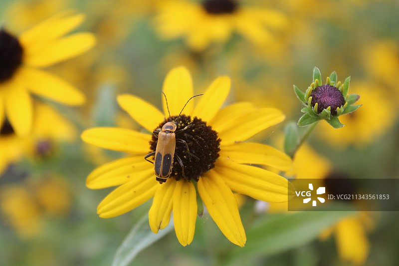 蜜蜂在黄花上的特写镜头图片素材