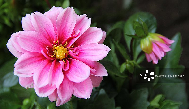 粉红色花朵的特写，瑞士斯维泽拉图片素材