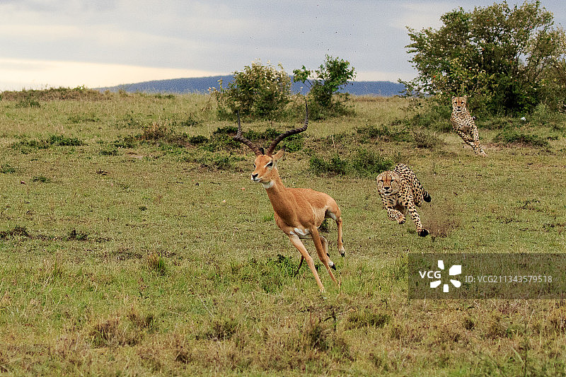 肯尼亚马赛马拉国家保护区，鹿站在野外的侧视图图片素材