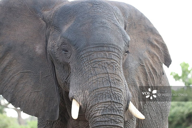 博茨瓦纳丘比国家公园，非洲象的特写镜头图片素材