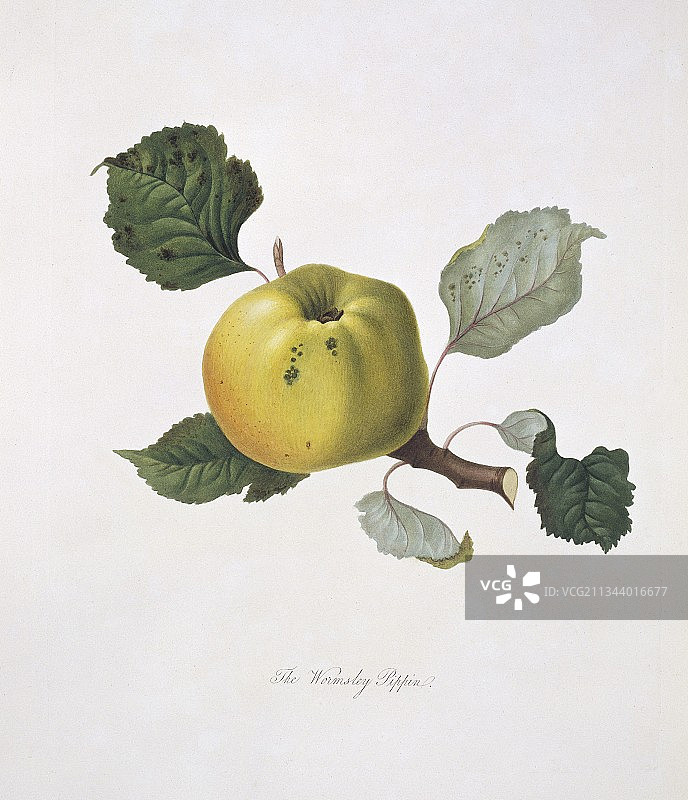 沃姆斯利·皮聘·苹果(1818)图片素材