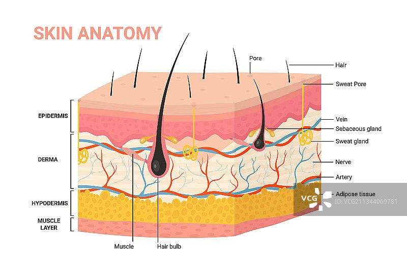 皮肤层结构解剖图人体皮肤图片素材