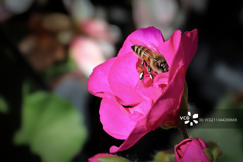 蜜蜂在粉红色花朵上的特写镜头图片素材