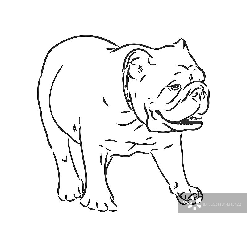 线艺术法国斗牛犬有三个不同图片素材