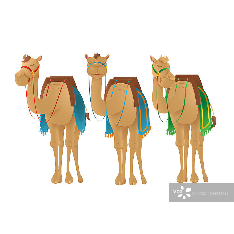 可爱的骆驼单峰骆驼图片素材