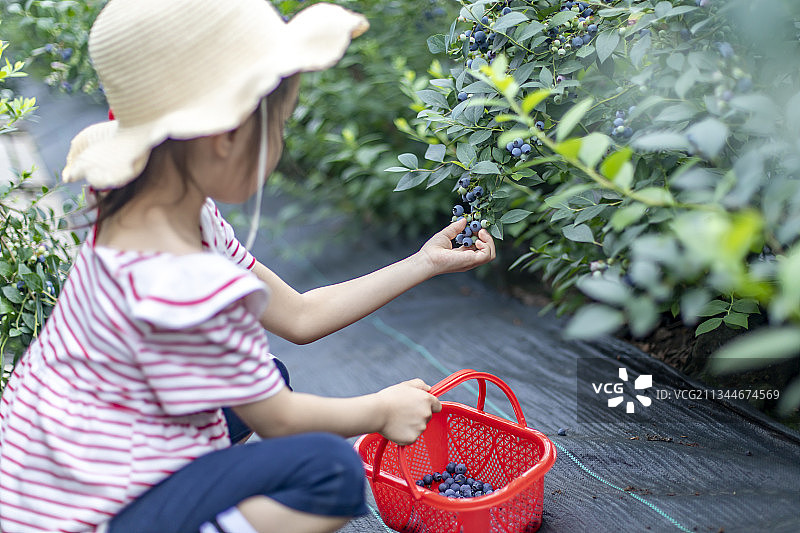 现代观光农业蓝莓种植园里小朋友欢快的采摘蓝莓图片素材