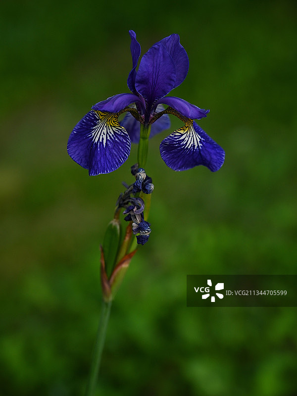 野外紫色开花植物的特写图片素材