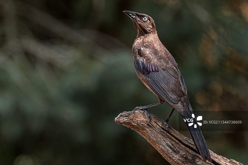 栖息在树枝上的热带雀的特写镜头图片素材