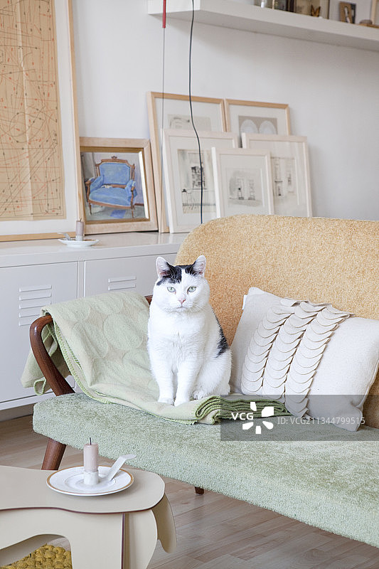 猫咪坐在客厅的复古沙发上图片素材