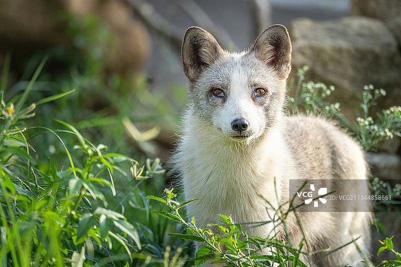 厦门中非世野野生动物园的狐狸图片素材
