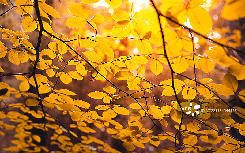 特写黄色的枫叶树上，Sundsstrand,Uddevalla，瑞典图片素材