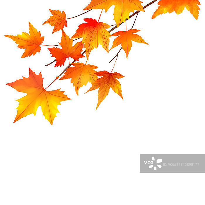 秋天枫叶树元素图片素材