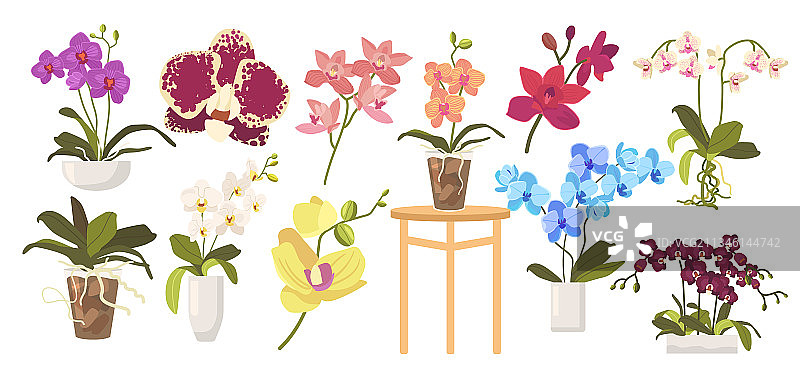 设置卡通盛开的兰花花盆图片素材