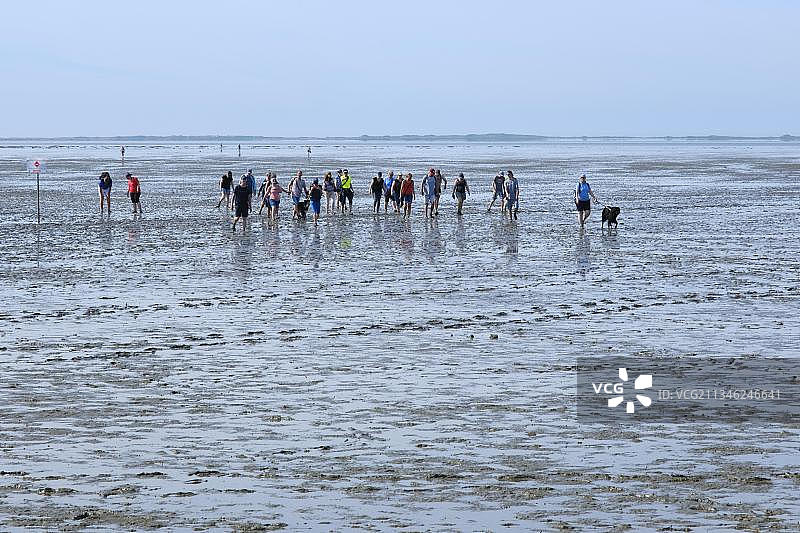 欧洲，德国，下萨克森州，东弗里西亚，下萨克森州瓦登海国家公园，一群低潮时的泥滩徒步旅行者图片素材