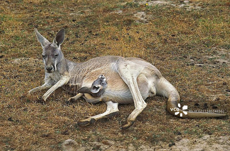 红袋鼠(大袋鼠)，雌性，躺在干草上，小袋鼠的头露出育儿袋，澳大利亚，大洋洲图片素材
