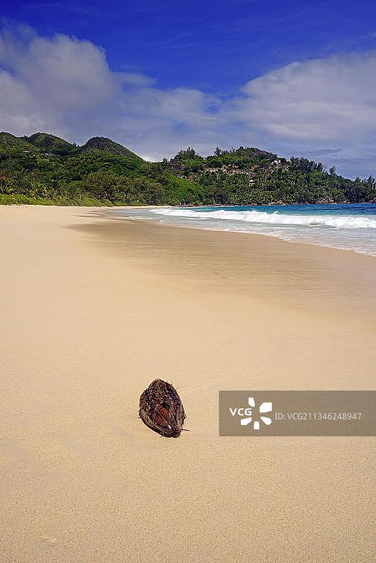 非洲，塞舌尔，马埃岛，Anse Intendance，一公里长的梦想海滩上的椰子图片素材