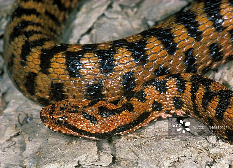 蝰蛇，产于法国的毒蛇图片素材
