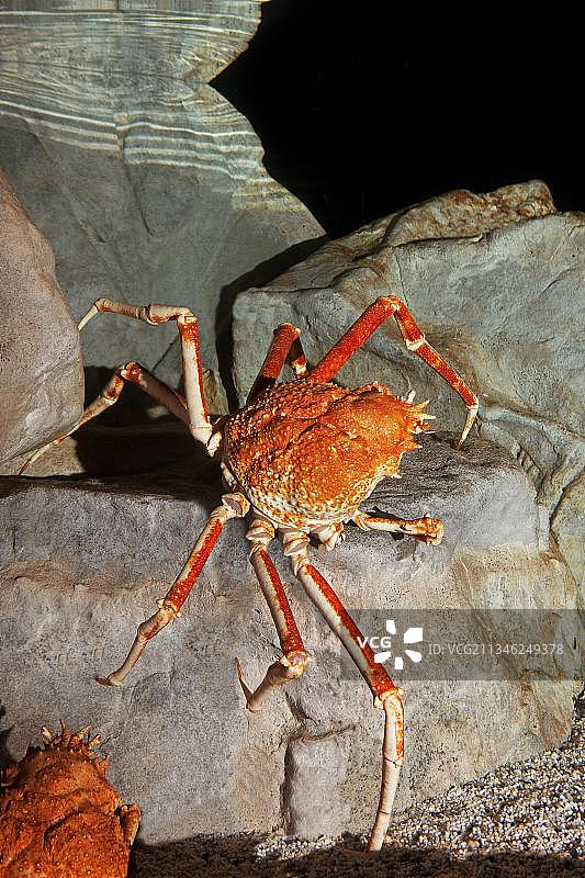 日本蜘蛛蟹或巨型蜘蛛蟹，成年岩石上图片素材