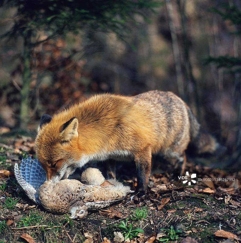 红狐(Vulpes Vulpes)与捕获的野鸡图片素材