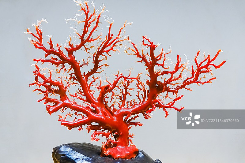 红珊瑚图片素材