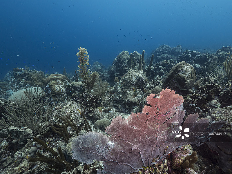 海中珊瑚的特写镜头图片素材