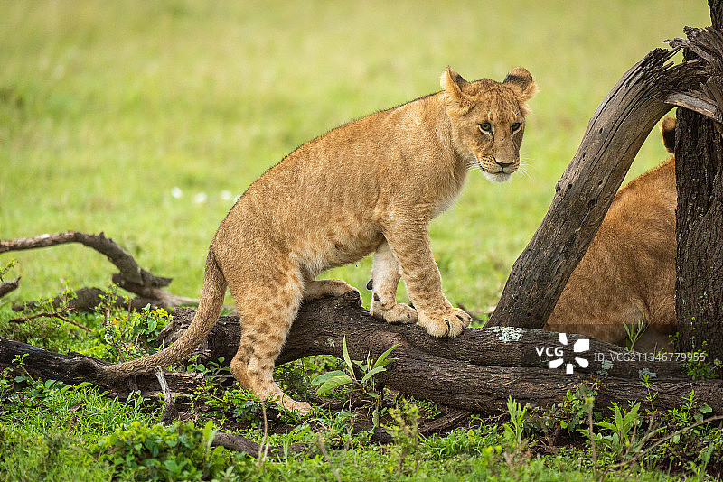 肯尼亚，Koyaki，小狮子在草地上爬上原木图片素材