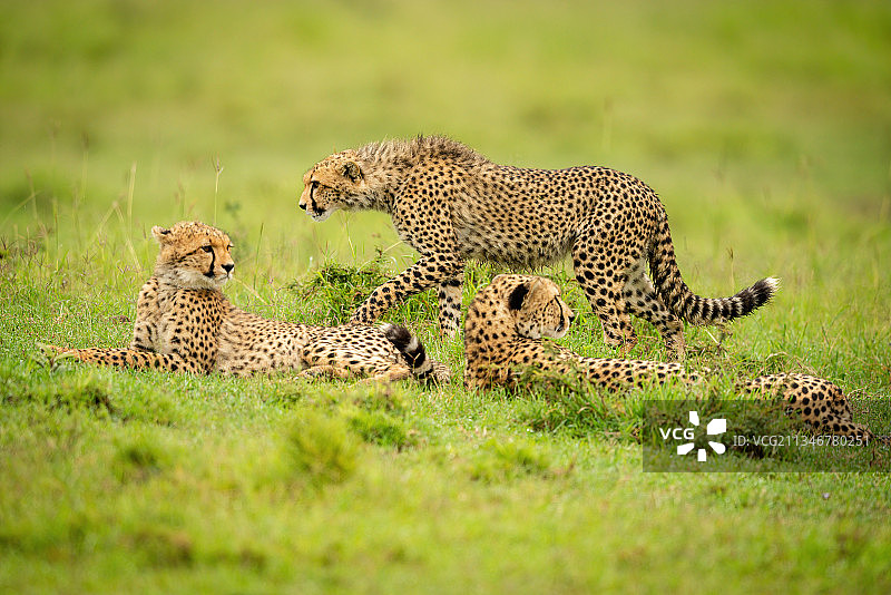 肯尼亚，马赛马拉，纳洛克，幼崽走过两只躺着的猎豹图片素材