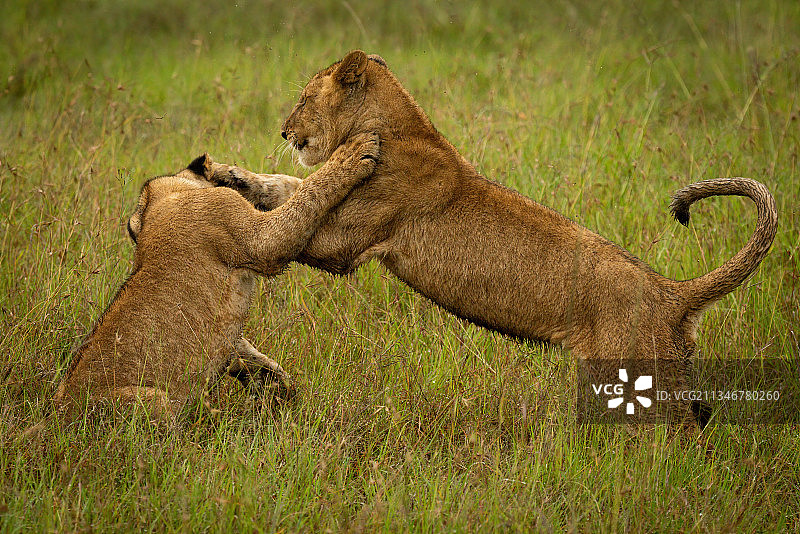 肯尼亚马赛马拉，纳罗克，草地上的母狮幼崽的侧视图图片素材