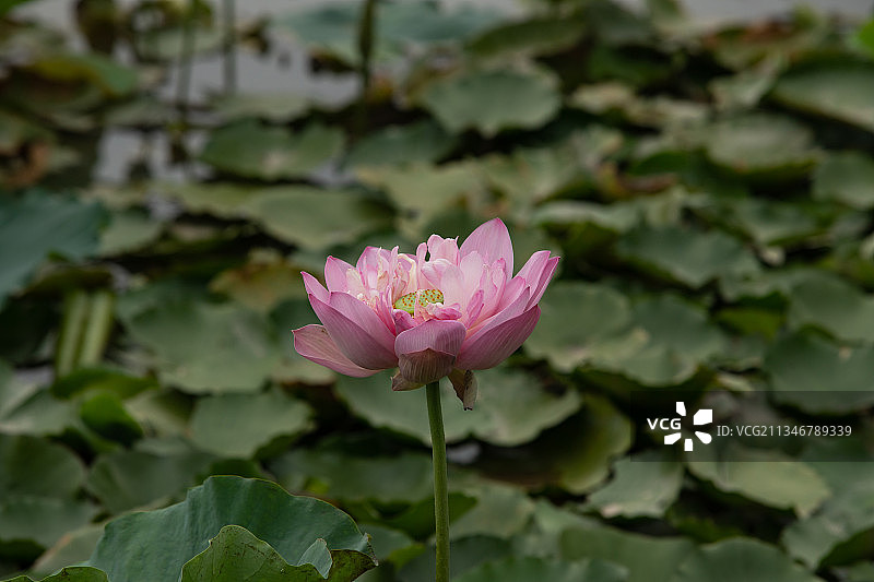 越南河内湖中粉红睡莲的特写镜头图片素材