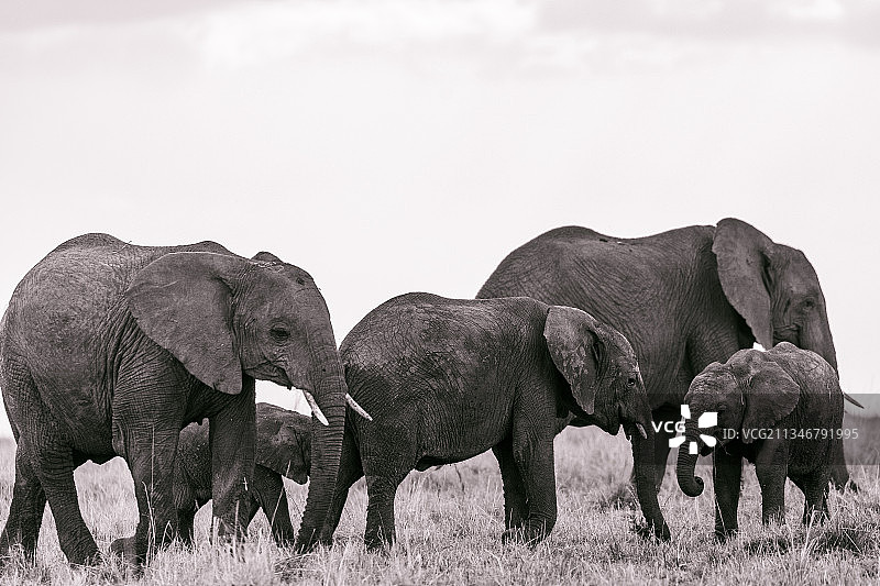 肯尼亚马赛马拉国家保护区，大象之家图片素材
