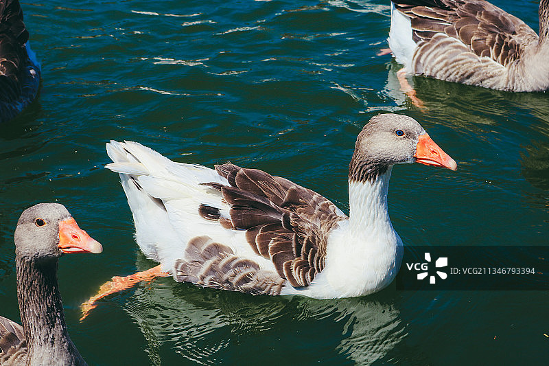 鸭子在湖上游泳的高角度视角图片素材