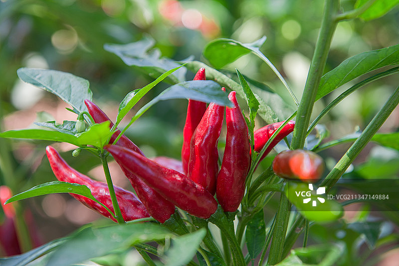 种植的红辣椒图片素材