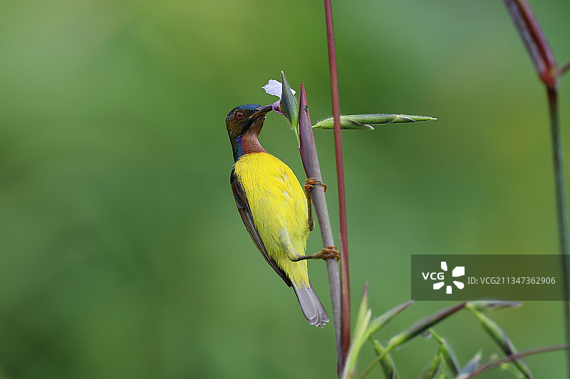 新加坡，燕雀栖息在植物上的特写镜头图片素材